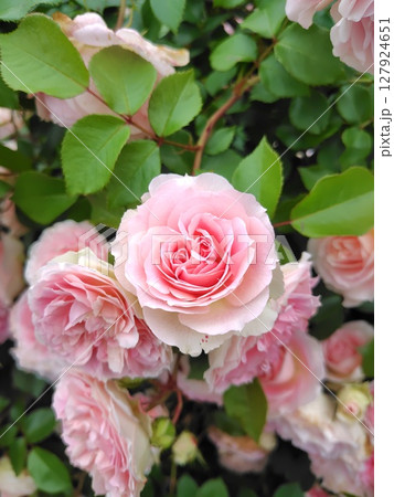 美しいピンクのバラ 可愛いピンクの薔薇 127924651