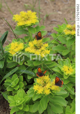 春の庭に咲く黄色いキリンソウの花の蜜を吸う3匹のベニシジミ 春の庭に咲く黄色いキリンソウの花の蜜を吸う3匹のベニシジミ 127924662
