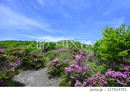 ミヤマキリシマが咲く美しい中岳登山 ミヤマキリシマが咲く美しい中岳登山 127924701