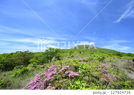 綺麗で広大なミヤマキリシマが咲く中岳の景色 127924716