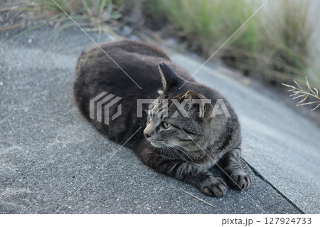 堤防で遊ぶとら猫 堤防で遊ぶとら猫 127924733