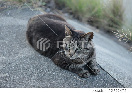 堤防で遊ぶとら猫 127924734