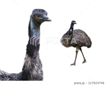 emu ostrich isolated on white background emu ostrich isolated on white background 127924746