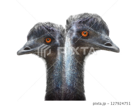 two emu ostrich portrait isolated on white background two emu ostrich portrait isolated on white background 127924751