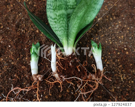 サンセベリア　親株と子株　観葉植物 127924837