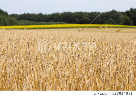Golden wheat field under a bright sky, with a distant line of trees and a yellow field, evoking themes of agriculture and nature. High quality photo Golden wheat field under a bright sky, with a distant line of trees and a yellow field, evoking themes of agriculture and nature. High quality photo 127924911