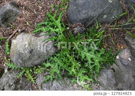 足元にある植物の葉 127924923