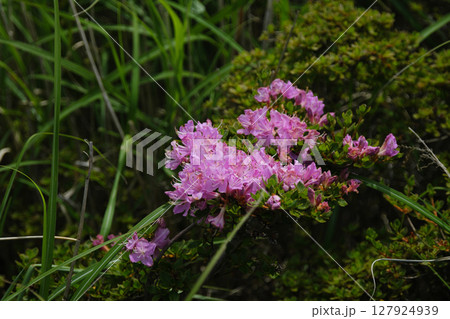 足元に咲くキリシマミツバツツジ 127924939