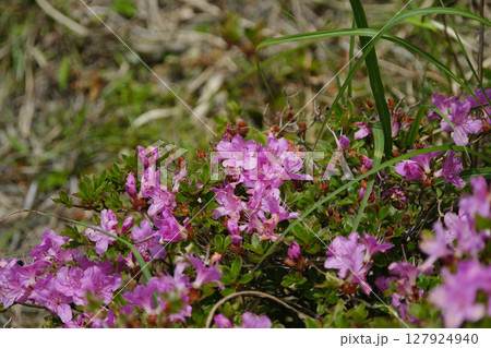 ミヤマキリシマの花びら 127924940
