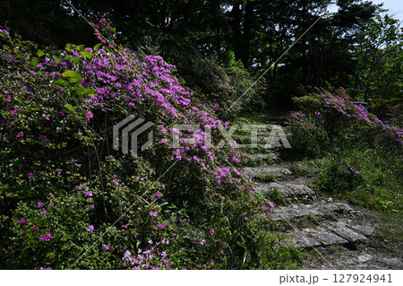 見頃のミヤマキリシマ 127924941