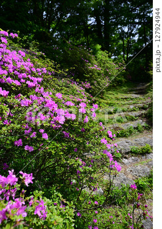 満開のミヤマキリシマ 満開のミヤマキリシマ 127924944