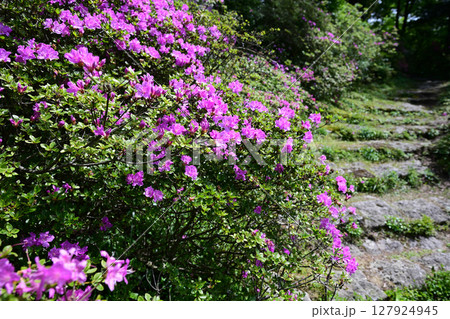 キリシマミツバツツジの初夏の花 キリシマミツバツツジの初夏の花 127924945