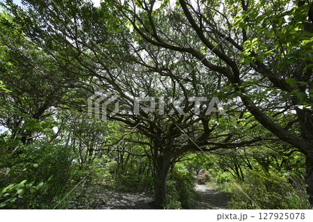 登山のハイキング 登山のハイキング 127925078