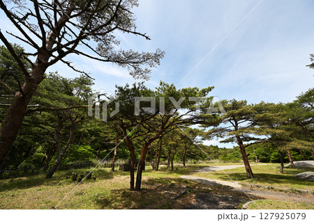 綺麗な赤松の木 綺麗な赤松の木 127925079