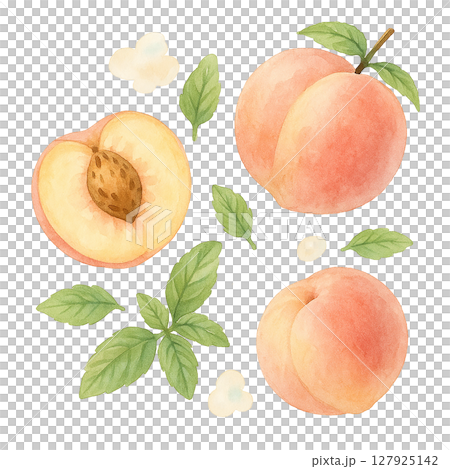 白桃とハーブリーフのナチュラル素材 水彩風切り抜き 127925142