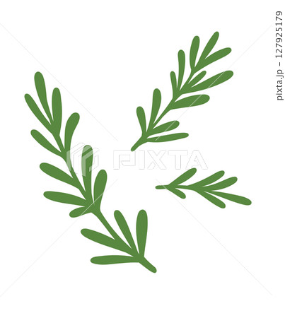 Rosemary plant, fresh herb branch with green leaves isolated on white background. Organic aromatic spices for cooking food, culinary. Rosemary sprigs, vector realistic illustration 127925179