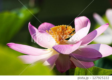 初夏の早朝を彩る清らかなハスの花たち 127925222