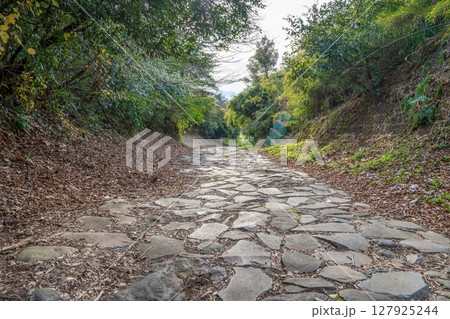 静寂に包まれた箱根旧街道の石畳の情景 127925244