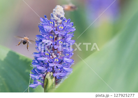 ポンテデリアの蜜を吸う蜂 127925277