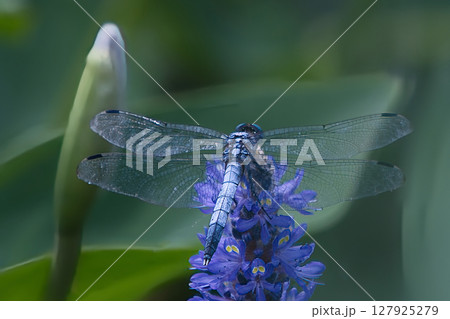 蓮の蕾にとまるトンボ 127925279