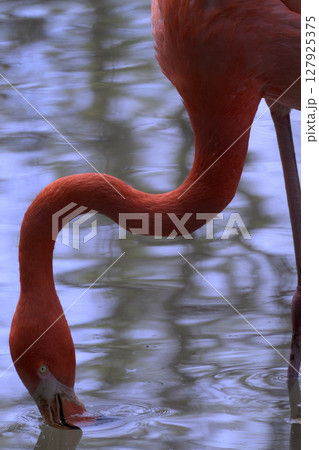 クールな目をしたフラミンゴの首は長い 127925375