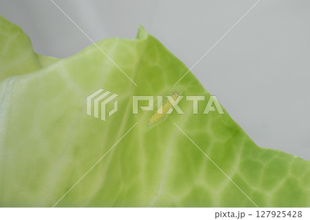 キャベツにくっついているコナガの蛹 127925428