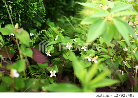 群生するドクダミの花 群生するドクダミの花 127925495