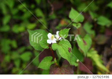 初夏に咲くドクダミの花 初夏に咲くドクダミの花 127925496