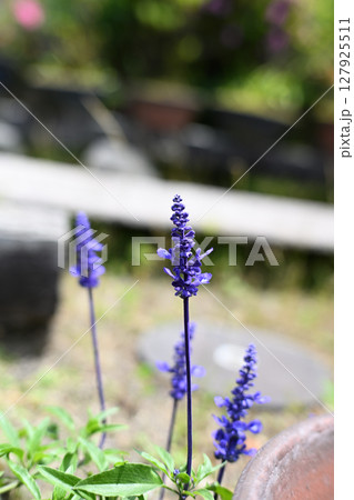 かわいいブルーサルビアの花 かわいいブルーサルビアの花 127925511