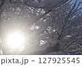 冬の日差し 127925545