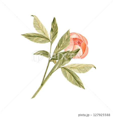 Delicate peony flower with stem in soft peach tones watercolor illustration. Hand-painted with high detail, perfect for wedding invitations, branding, packaging, fabric design cards. Coral charm color Delicate peony flower with stem in soft peach tones watercolor illustration. Hand-painted with high detail, perfect for wedding invitations, branding, packaging, fabric design cards. Coral charm color 127925588