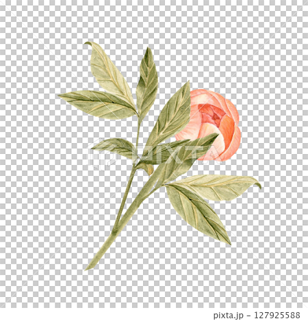 Delicate peony flower with stem in soft peach tones watercolor illustration. Hand-painted with high detail, perfect for wedding invitations, branding, packaging, fabric design cards. Coral charm color 127925588