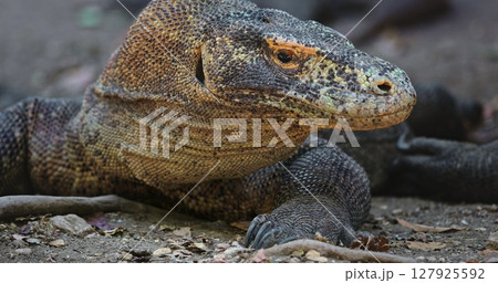 Large Komodo dragon (Varanus Komodoensis), resting on the ground in Komodo National Park, Rinca Island, Indonesia, showcasing its impressive size and scaly skin Large Komodo dragon (Varanus Komodoensis), resting on the ground in Komodo National Park, Rinca Island, Indonesia, showcasing its impressive size and scaly skin 127925592