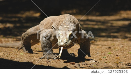 Huge Komodo dragon or Varanus Komodoensis walking in the jungle, flicking its forked tongue, searching for prey with its keen sense of smell in the Komodo national park, Indonesia, Rinca island Huge Komodo dragon or Varanus Komodoensis walking in the jungle, flicking its forked tongue, searching for prey with its keen sense of smell in the Komodo national park, Indonesia, Rinca island 127925598