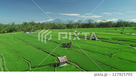 Lush green rice paddies form a mesmerizing pattern across Bali's landscape, framed by tropical rainforest and mountains under a clear blue sky Lush green rice paddies form a mesmerizing pattern across Bali's landscape, framed by tropical rainforest and mountains under a clear blue sky 127925705