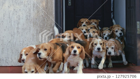 Beagle dogs rushing out of a house's door create a lively and energetic scene, showcasing their playful nature and excitement as they form a dynamic pack in motion 127925706