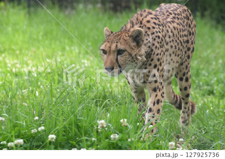 春の生い茂った草むらを散歩するチーター 127925736