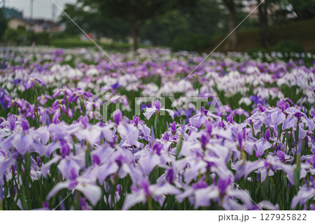 初夏の公園に咲く菖蒲 127925822