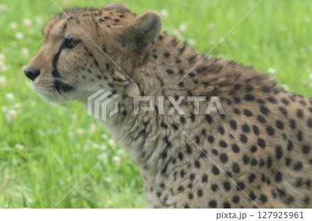 チーターの肩は顔に不釣り合いなほどに大きい 127925961