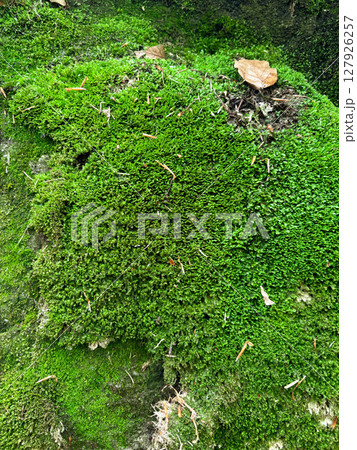 Vertical natural background of thick green moss. 127926257