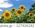 太陽に向かって咲くひまわり 127926282