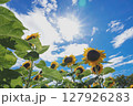 太陽に向かって咲くひまわり 127926283