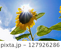 太陽に向かって咲くひまわり 127926286