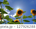 太陽に向かって咲くひまわり 127926288