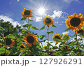 太陽に向かって咲くひまわり 127926291