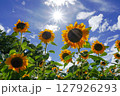 太陽に向かって咲くひまわり 127926293