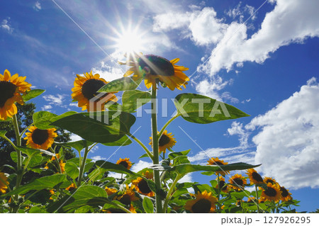 太陽に向かって咲くひまわり 127926295