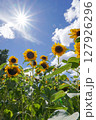太陽に向かって咲くひまわり 127926296