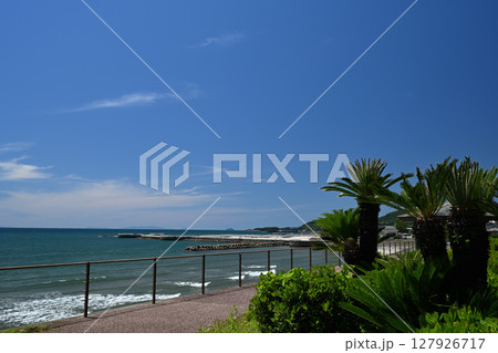 ソテツと江口浜 ソテツと江口浜 127926717