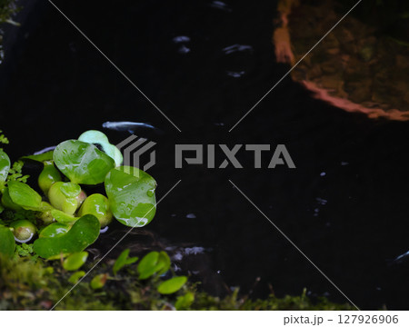 ホテイ草のビオトープ 127926906